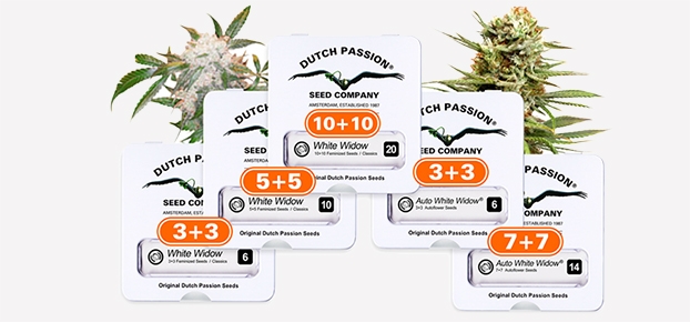 Двойная порция семян от Dutch Passion