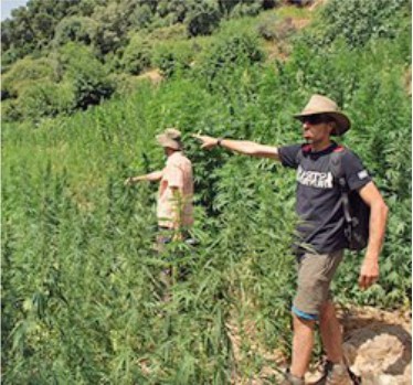 Нерегулярная всхожесть