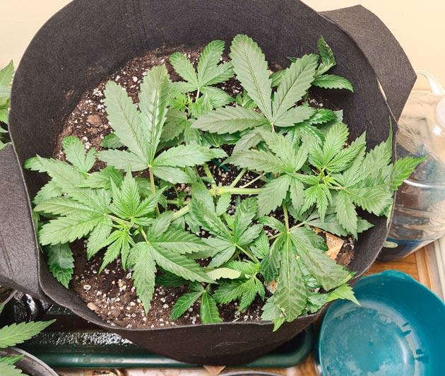 Растишка Auto Orange Bud ростом 25 см