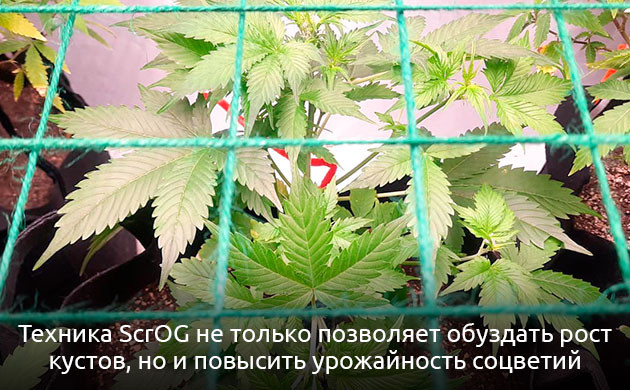 Методы ScrOG и SOG