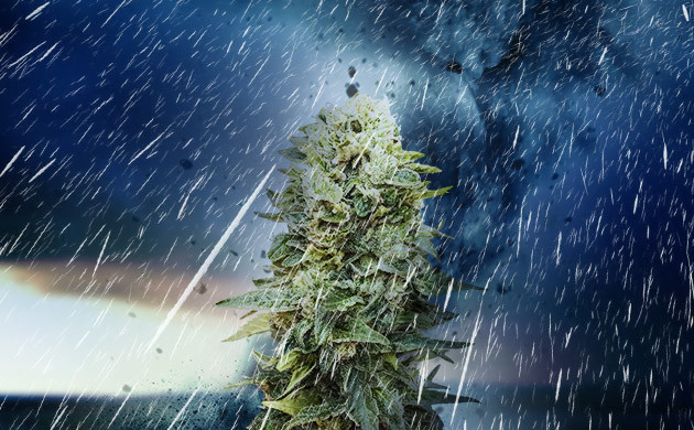 Каннабис при плохой погоде