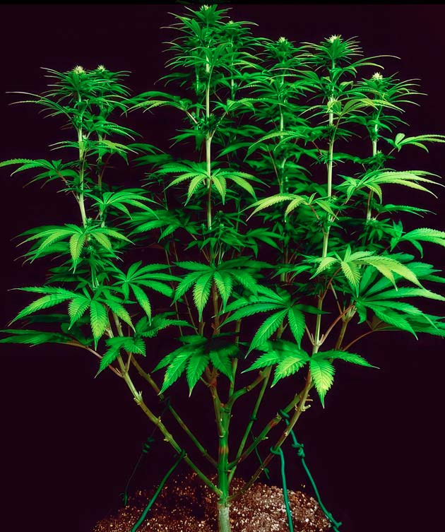 Куст DDoS #33 от Herbies Seeds на стадии цветения