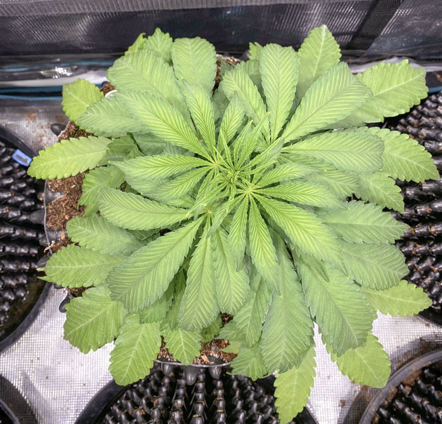 Куст Gorilla Glue #4 от Original Sensible Seeds на 4 неделе