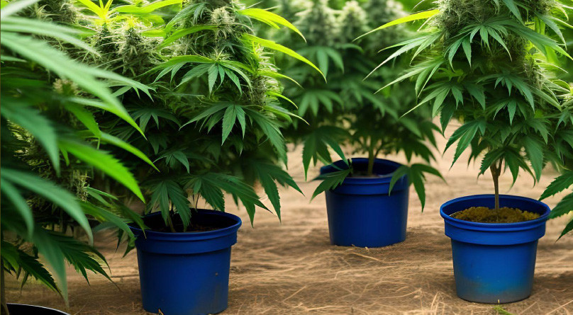 Выращивание в гроубэгах