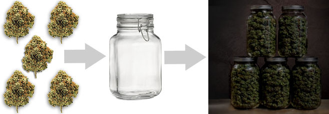 Как ферментировать большое количество соцветий