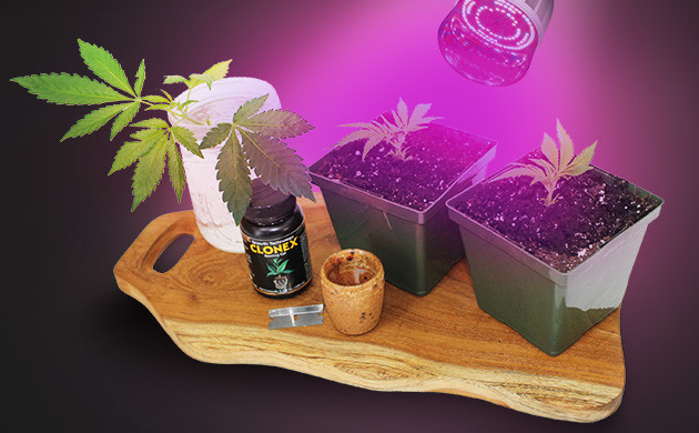 Что понадобиться для процедуры клонирования