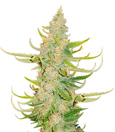 Titan F1 Auto fem (RQS)