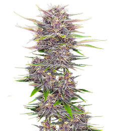 Banana Purple Punch Auto fem (FastBuds)