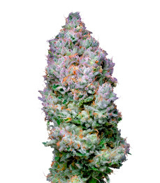 Açai Jelly by Sherbinskis fem (Silent Seeds)