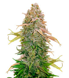 Runtz fem (Barney's Farm)