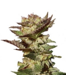 Durga Mata fem (Paradise Seeds)