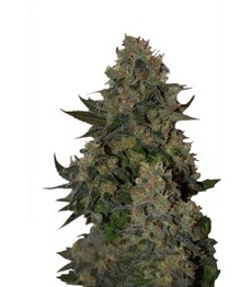 Tutankhamon fem (Pyramid Seeds)