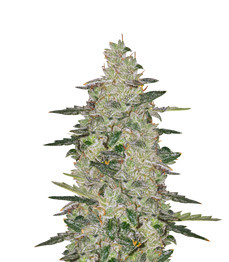 Auto Anesthesia fem (Pyramid Seeds)