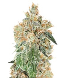 Auto Colorado Cookies fem (Dutch Passion)