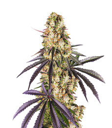 Runtz Muffin fem (Barney's Farm)