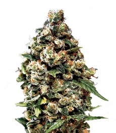 Jack Herer Auto fem (GHS)