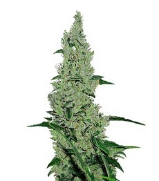 Y Griega fem (Medical Seeds)