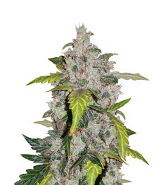 Auto White Widow fem (Pyramid Seeds)