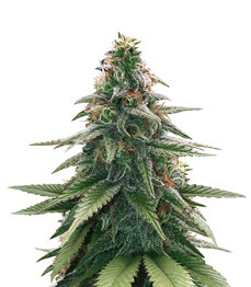 Gorilla Glue #4 fem (Original Sensible Seeds)