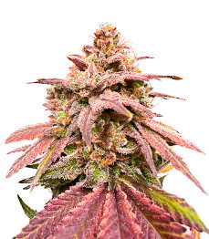 Persian Pie fem (GHS)