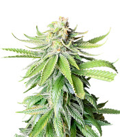 Godzilla Original Glue GG#4 (Godzilla Glue #4) fem (Herbies Seeds)