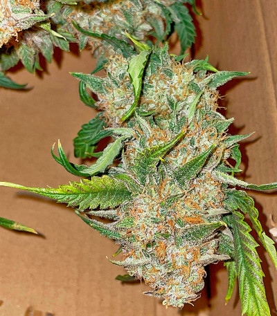 Сорт Mint Jelly Auto fem от Humboldt Seed Company