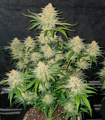 Сорт Frostbanger Auto F3 fem (FastBuds)