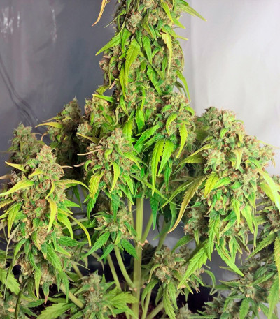 Сорт StarRyder Auto fem (Dutch Passion)