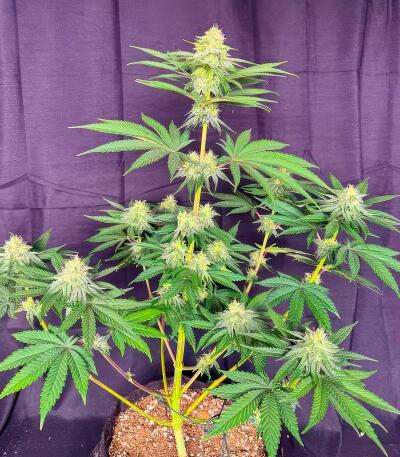 Сорт Papaya Frosting fem