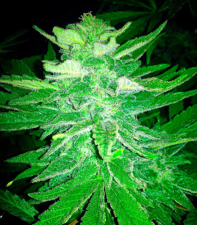 Сорт Dream Machine fem