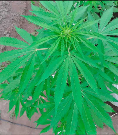 Сорт Rock Machine Auto fem (Doctor’s Choice)