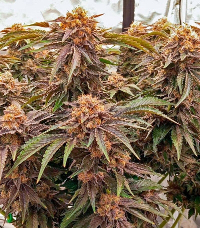 Сорт Rainbow Melon fem (FastBuds)