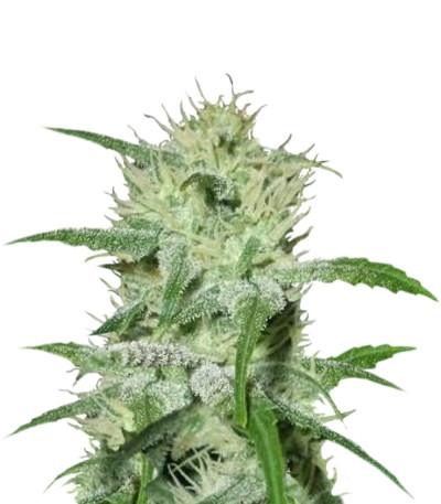 Сорт Auto Speed Bud fem (Female Seeds)