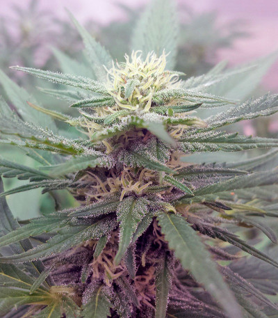 Сорт Sweet Cheese F1 Fast Version fem (Sweet Seeds)
