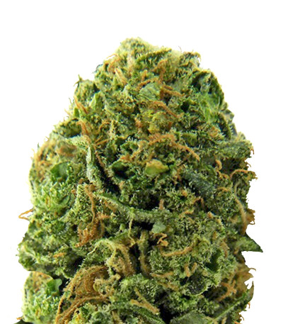 Сорт Massive Midget Auto fem