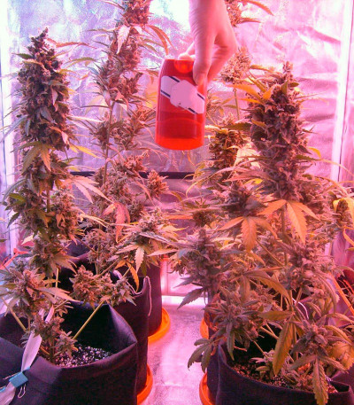Сорт Green-O-Matic auto fem