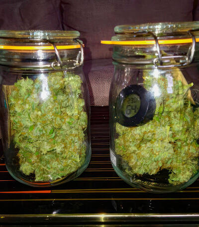 Семена сорта Also Know 47 Autoflower fem (Seedkeepers)