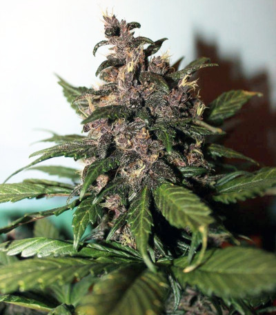 Сорт LSD-25 Auto fem