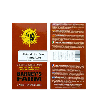 Сорт Thin Mint x Sour Pinot Auto