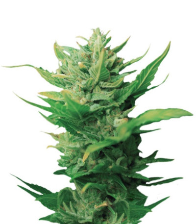 Сорт Think Different Auto fem (Dutch Passion)