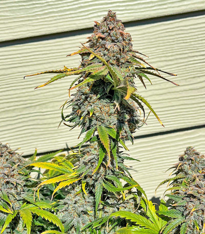 Сорт Orange President Auto fem (FastBuds)