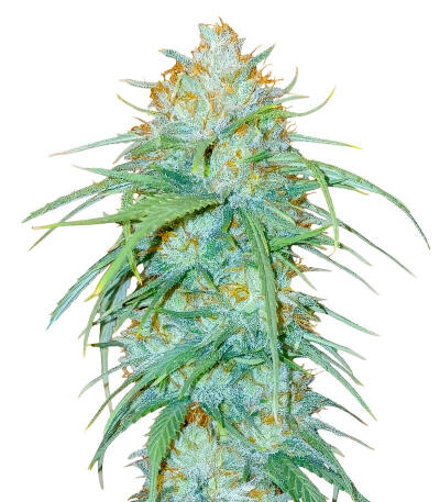 Сорт Sour Diesel x OG Kush fem (Seedkeepers)