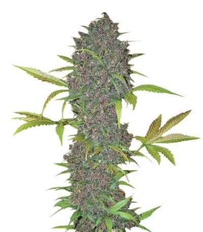 Сорт LSD-25 Auto fem