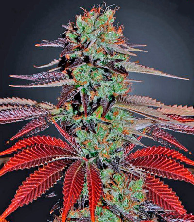 Сорт King’s Kush fem