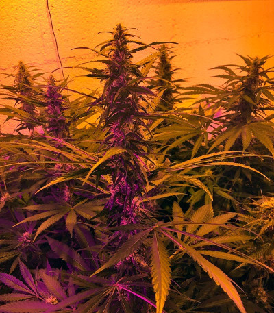 Сорт Cream Mandarine F1 Fast Version fem (Sweet Seeds)