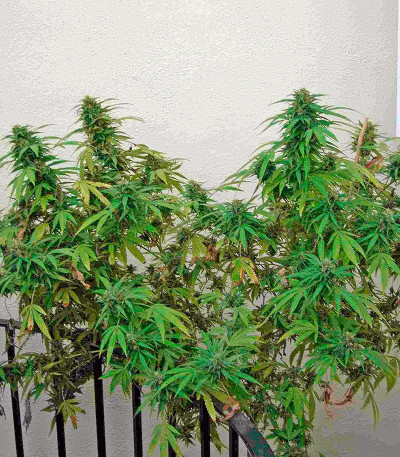 Сорт Bubble Gum reg (Serious Seeds)