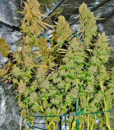 Сорт Jealousy Kush fem (Seedkeepers)