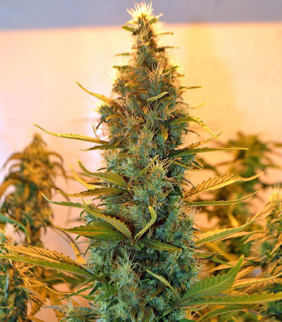 Сорт Lowryder Auto reg (Doctor’s Choice)