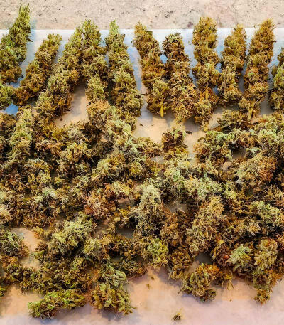 Семена сорта Also Know 47 Autoflower fem (Seedkeepers)