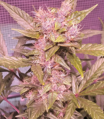 Сорт LSD-25 Auto fem